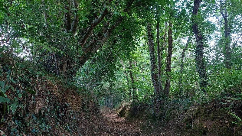 Chemin en sous bois du circuit