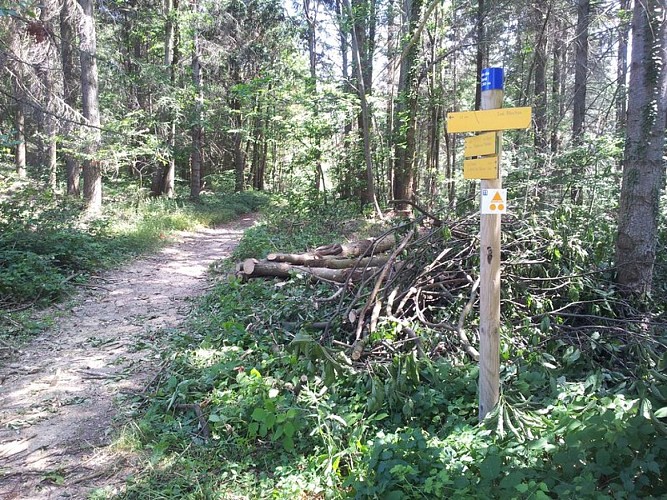 Sentier sur le parcours
