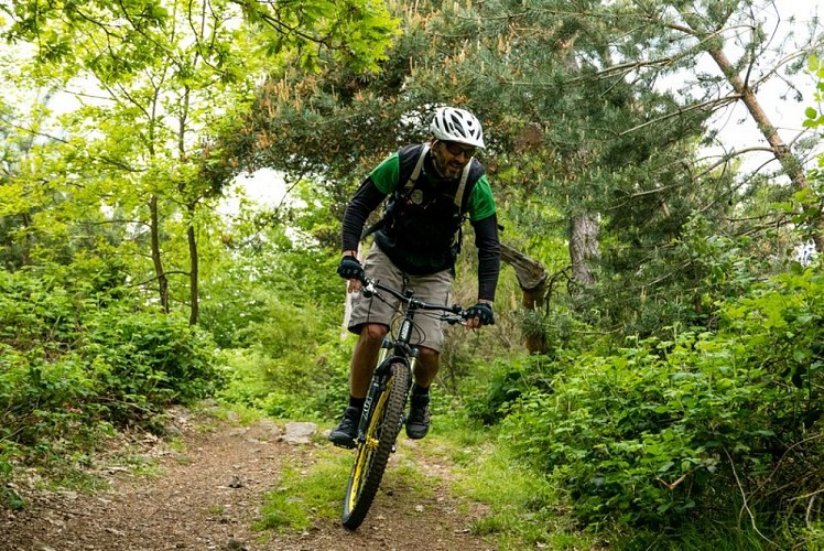 Chemin dans les bois
