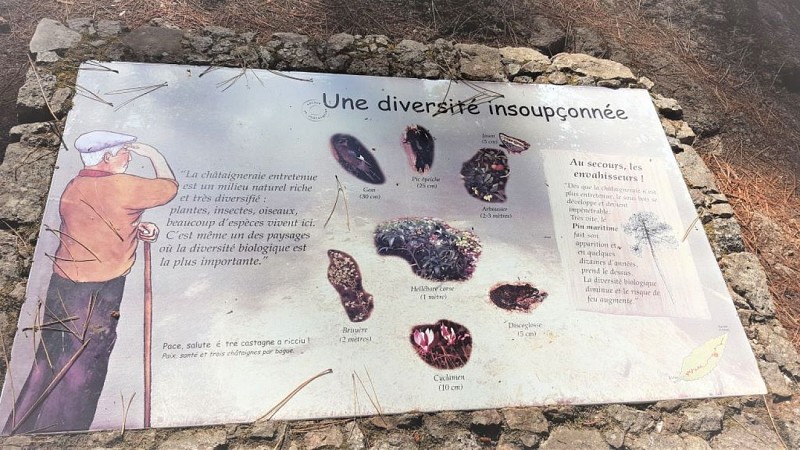 foret-d-aitone-sentier-de-la-chataigneraie---20-