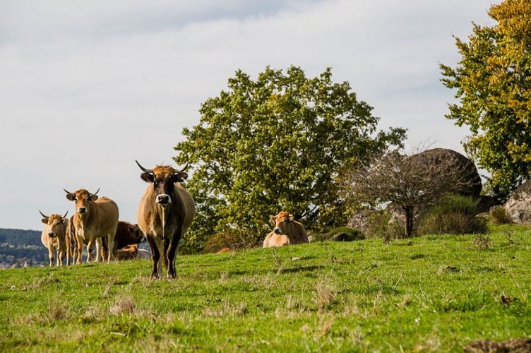 Rencontres en chemin