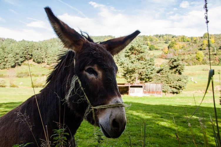 Rencontres en chemin