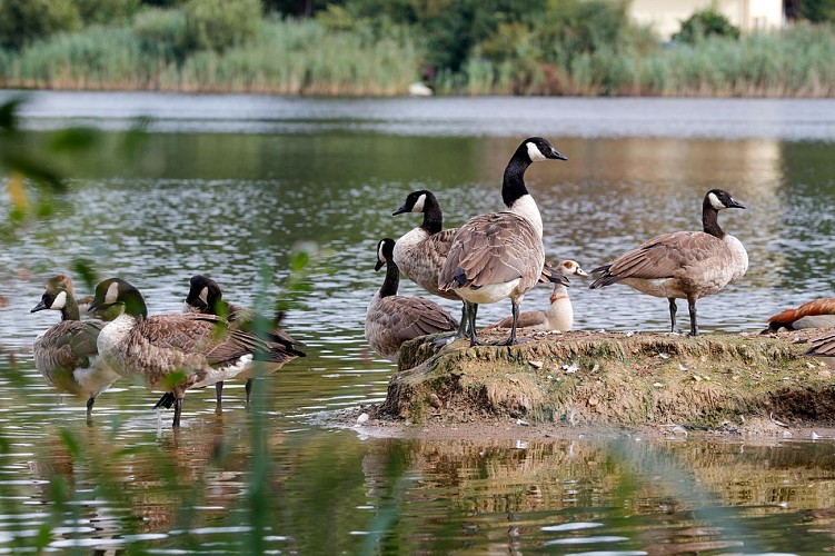Le circuit des Roseaux