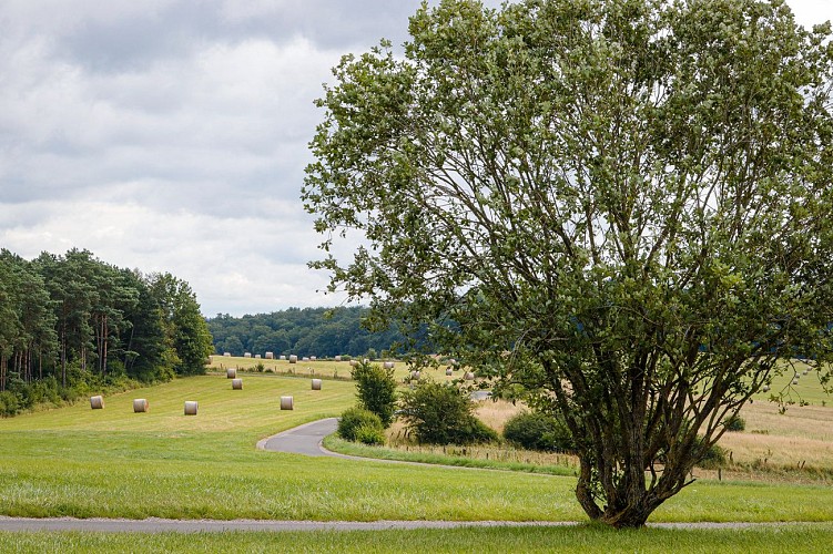 Randonnée à pied - Circuit Le Lion Couronné