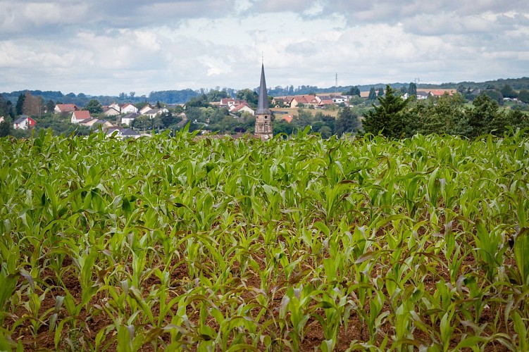 Randonnée à pied - Circuit Le Lion Couronné
