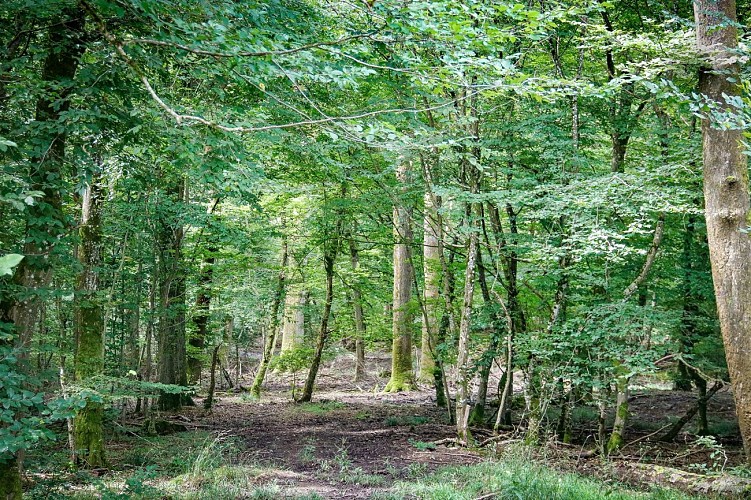 Randonnée à pied - Circuit Le Lion Couronné