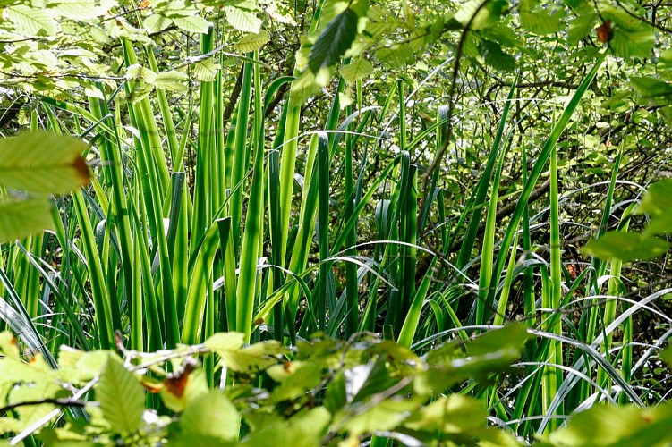 Circuit Le Chêne et le Roseau