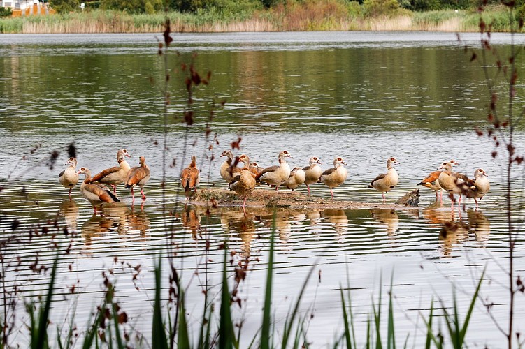 Circuit Le Chêne et le Roseau
