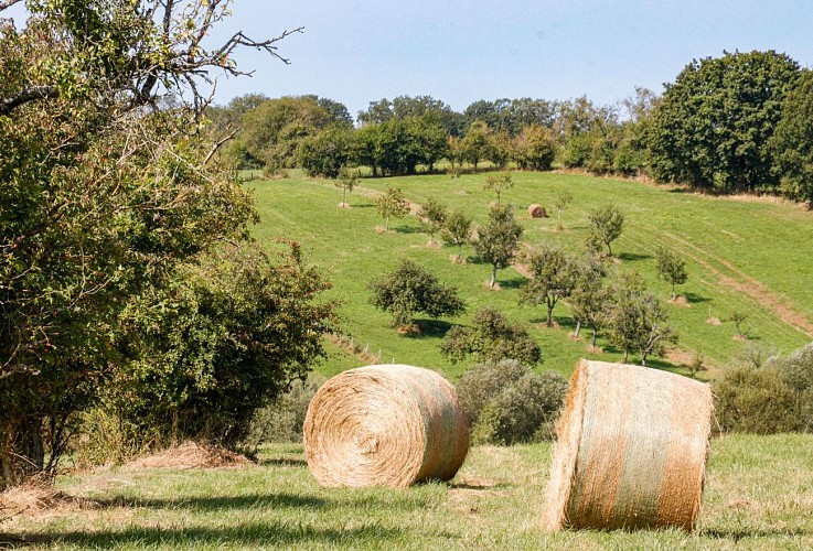 Le Chemin des Fruitiers à Wiesviller