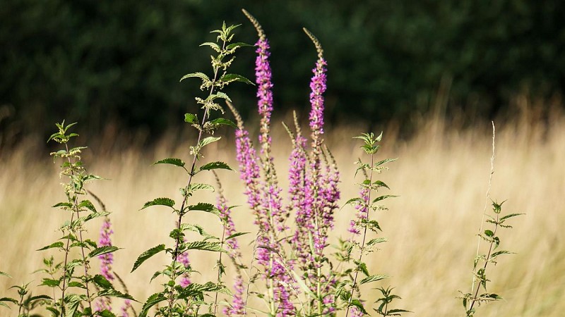 Circuit Tourbières et Marais