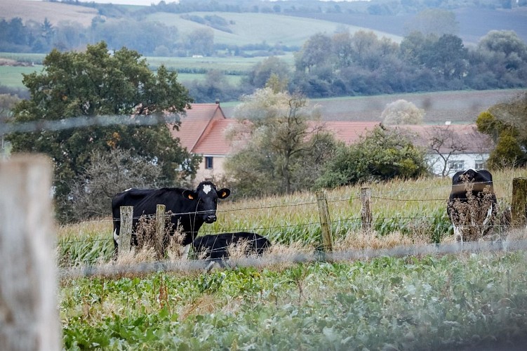 Circuit De la ferme aux paturages