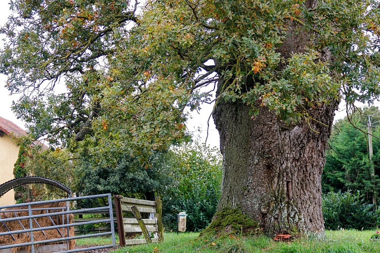 Circuit De la ferme aux paturages