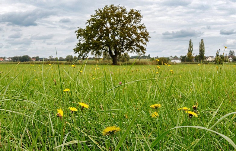 Circuit Colchiques et Marais