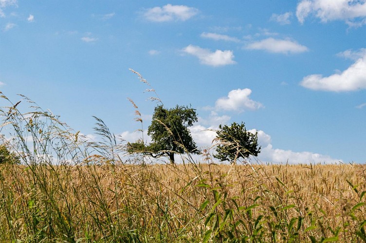 Circuit Au pied des éoliennes