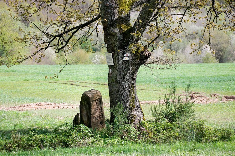 Circuit de randonnée Au fil des époques - Vallée de la Sarre