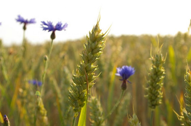 Campagne