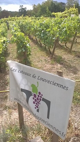 Louveciennes - Vignes