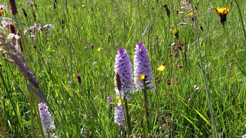 Marchez dans les pas du diable_11