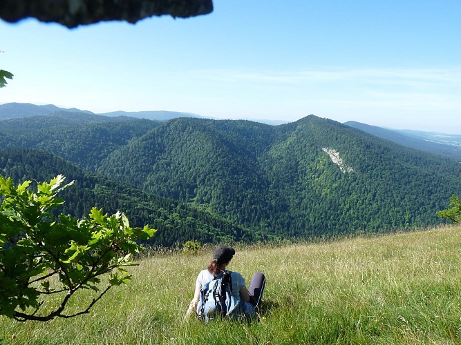 Vue sur la forêt de Meyriat