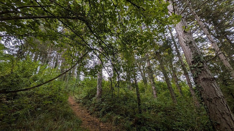 Bois de sapin Mont Bossu