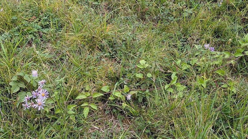 Marguerite de la Saint-Michel