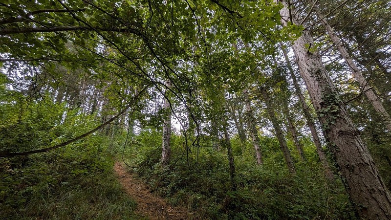 Bois de sapin Mont Bossu