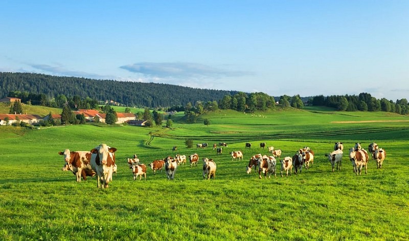 Vaches dans le Grandvaux