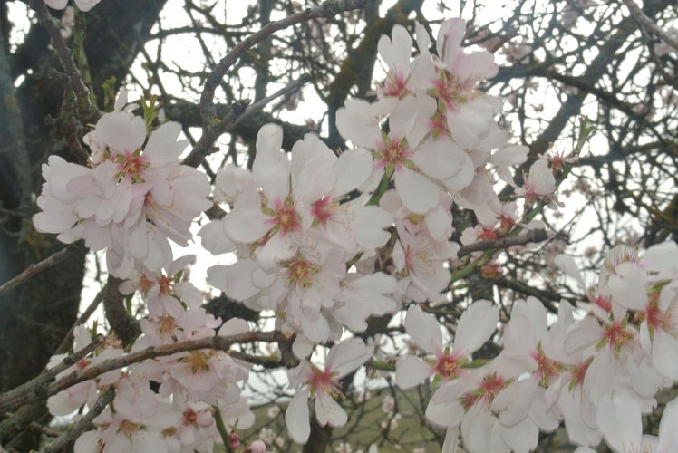 amandiers en fleurs