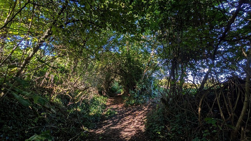 Chemin à Lierval II