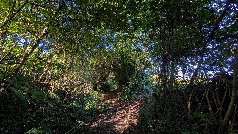 Chemin à Lierval II