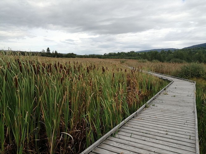 Marais de Vaux-Sentier sur pilotis