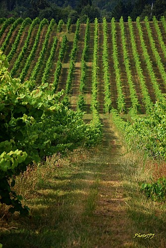 Balade complète des cépages