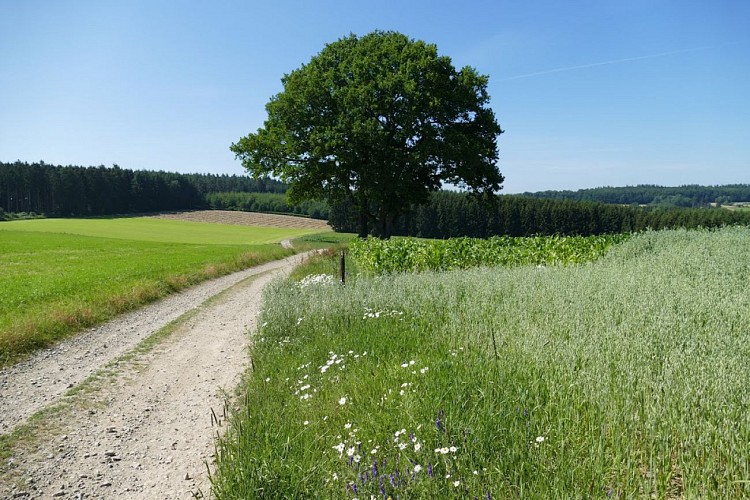 Paysages et Patrimoine, A travers champs. Variante (9 km)