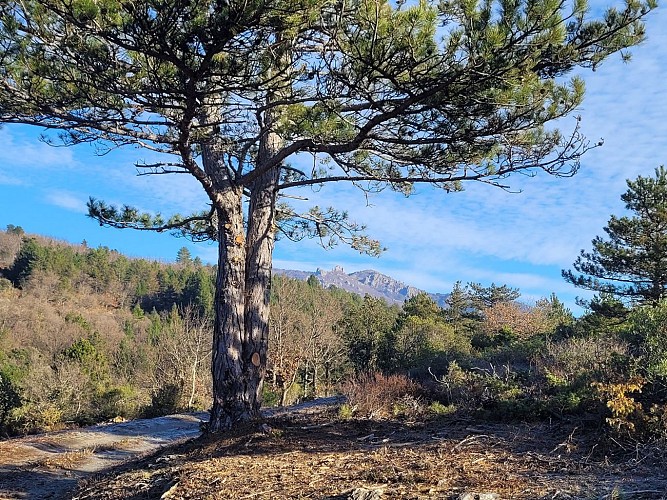 de Gaillergues à St Vincent - 20250114_103021