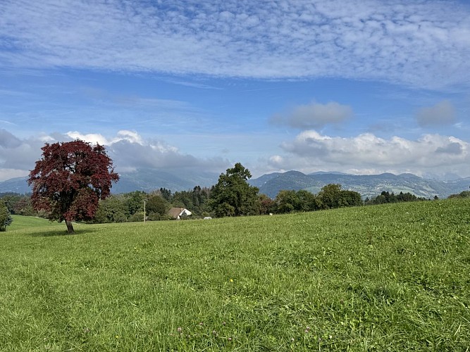 Hiking trail - Les Balcons des Grands Prés -Tour number 2_Marcellaz