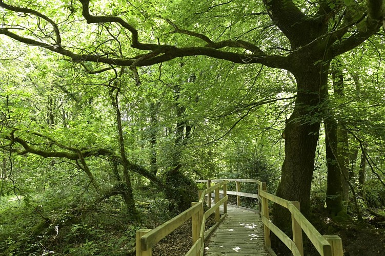 Les landes de Lan Bern - sentier accessible
