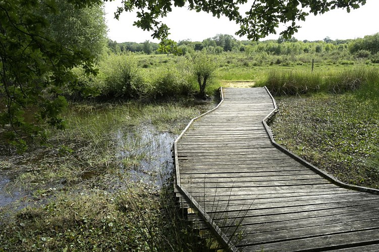 Les landes de Lan Bern - sentier accessible