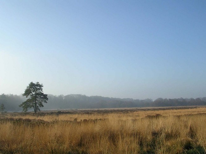 Les landes de Lan Bern