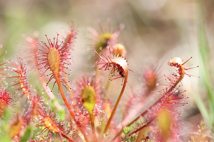 Les landes de Lan Bern et la Grande Tranchée