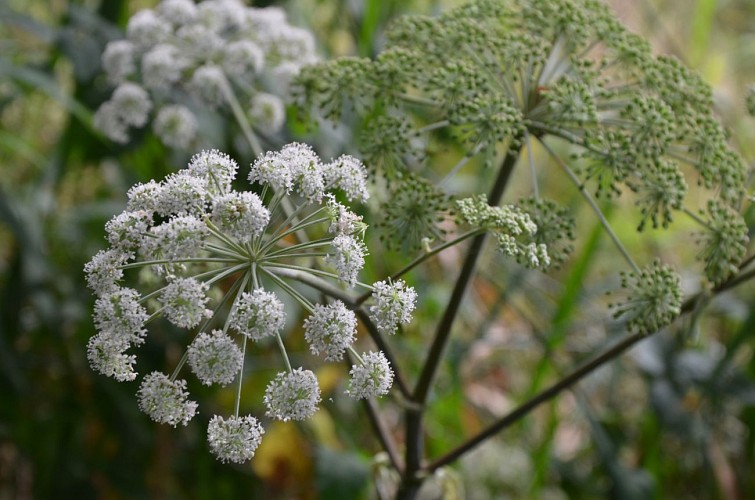 Le marais de Magoar-Penvern