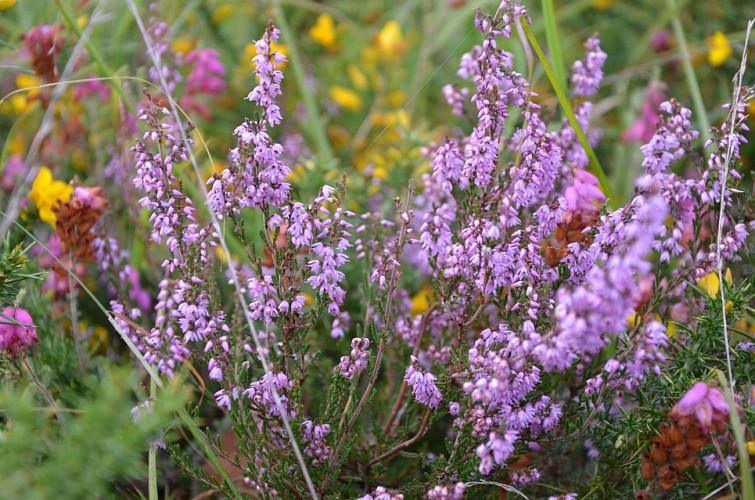 Le marais de Magoar-Penvern