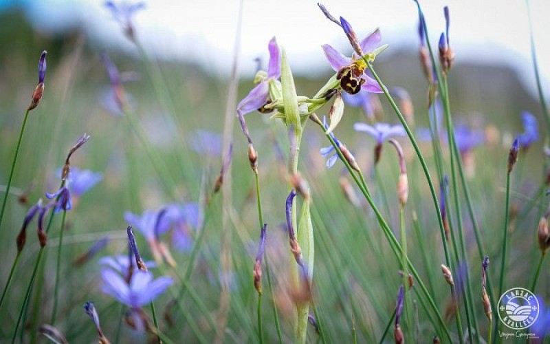 Une flore très riche...