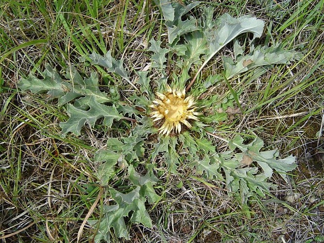Cardabelle sur le causse