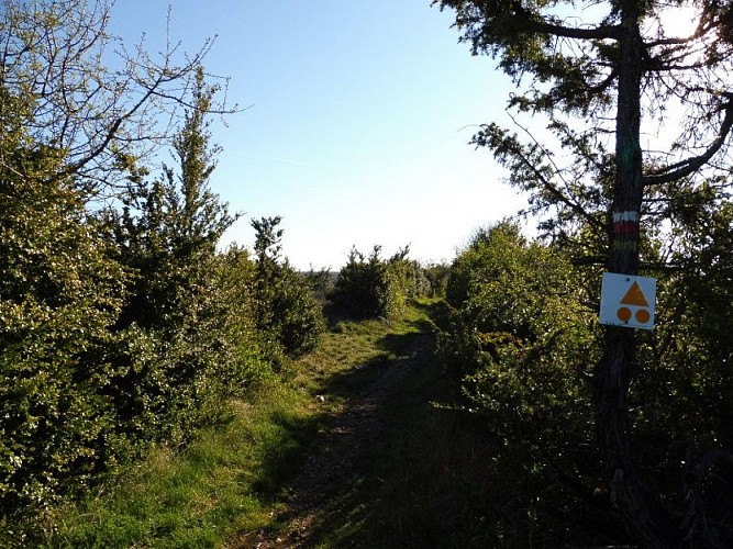 Dans un buissière, en arrivant sur La Couvertoirade