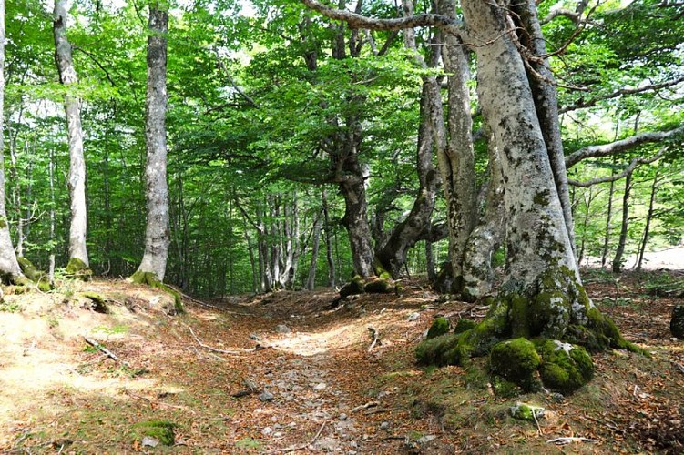 Forêt de Hêtres en arrivant au Mas de la Barque