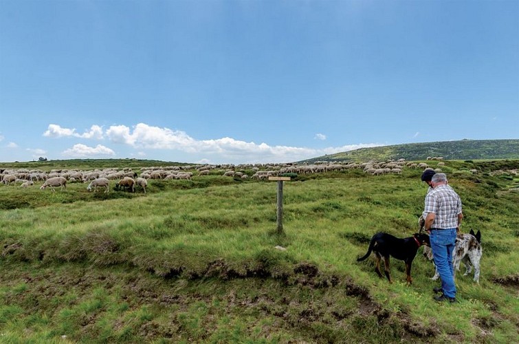 Transhumance Mont Lozère (cabane de Mas Camargue) - ©Prohin Olivier