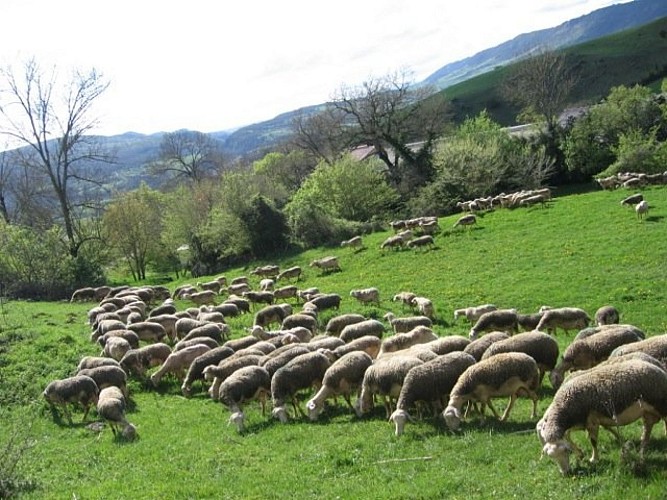 Des brebis en pâture