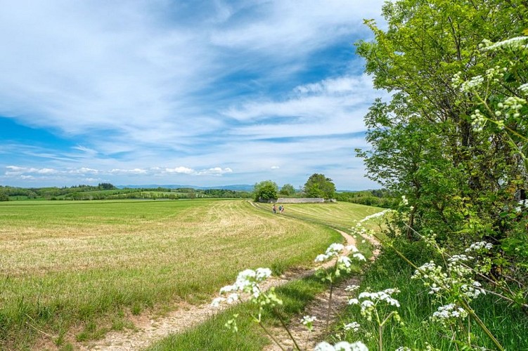 Sur le plateau du Larzac