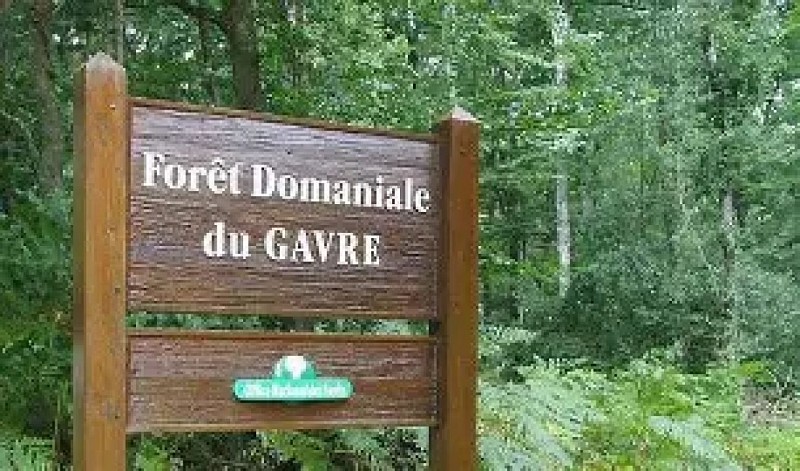 Forêt Domaniale du Gâvre