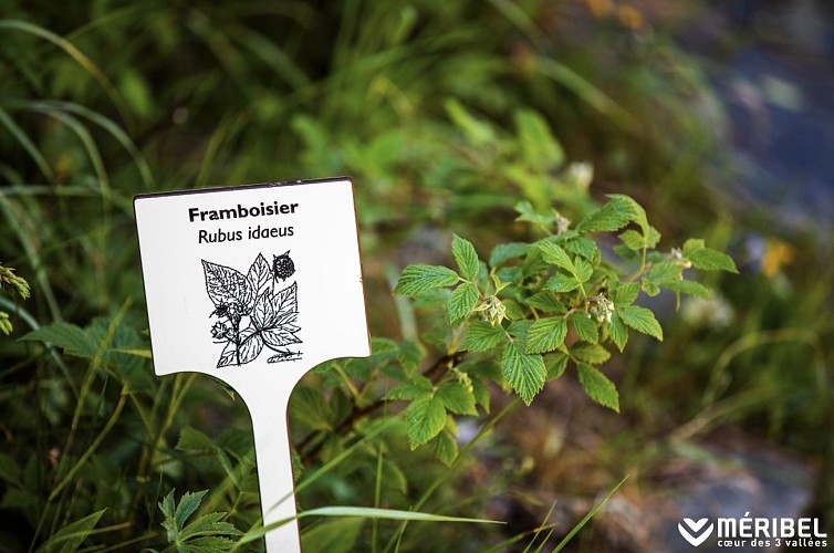 B11 - Botanisch parcours - Vertrek Méribel-Mottaret